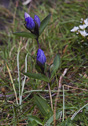 Gentiana sceptrum